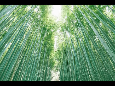 Bamboo Commercial 2-Ply 550 Sheet Toilet Paper, 80 Rolls Per Case